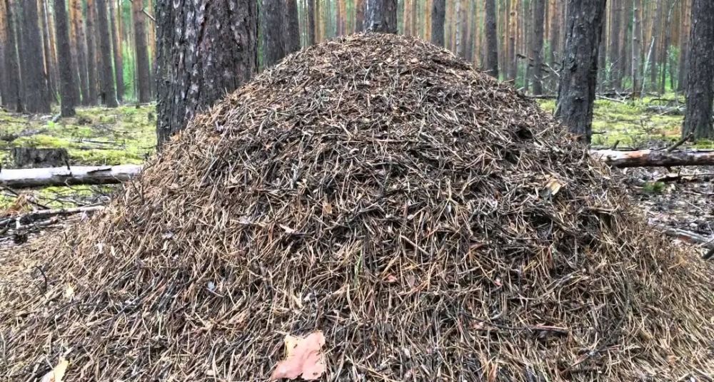 Как шалфей спасет ваш дом от муравьев: эффективные советы по борьбе с вредителями Как шалфей спасет ваш дом от муравьев: эффективные советы по борьбе с вредителями