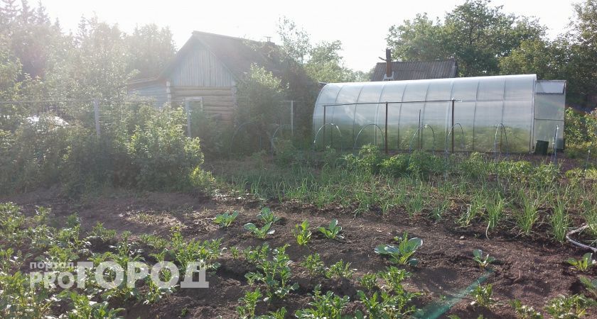 Как избавиться от сорняков без химии: простой и экономичный способ Как избавиться от сорняков без химии: простой и экономичный способ