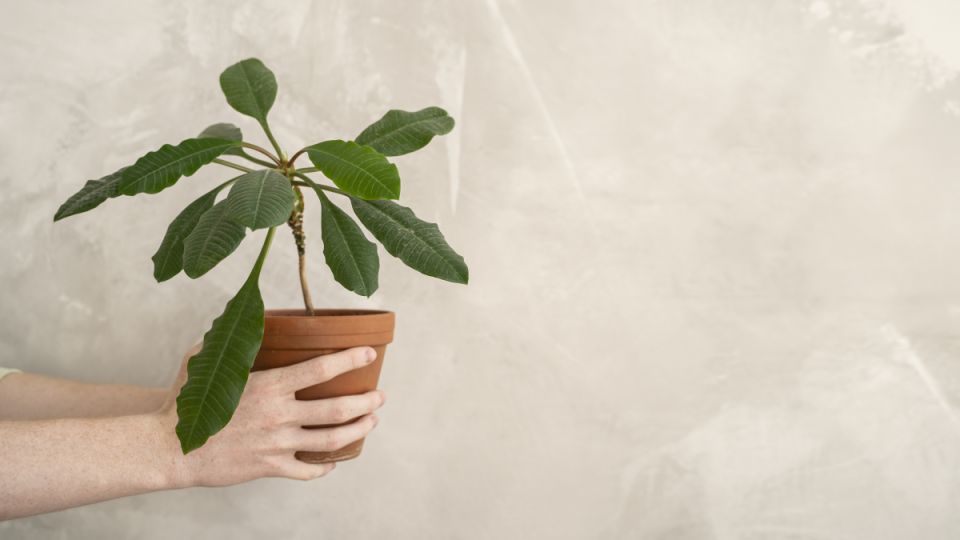 Как не погубить комнатные растения: 10 ошибок, которые допускают цветоводы Как не погубить комнатные растения: 10 ошибок, которые допускают цветоводы