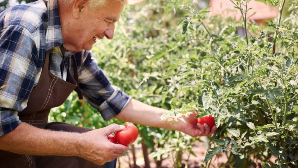Сладкие как мёд: раскрываем секрет сахаристости помидоров Сладкие как мёд: раскрываем секрет сахаристости помидоров