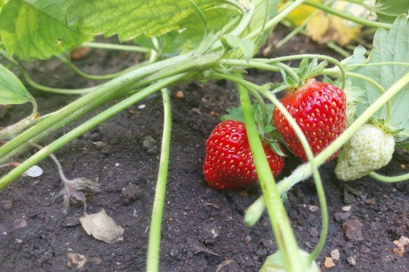Секрет гигантской и сладкой клубники: настой из крапивы для богатого урожая Секрет гигантской и сладкой клубники: настой из крапивы для богатого урожая