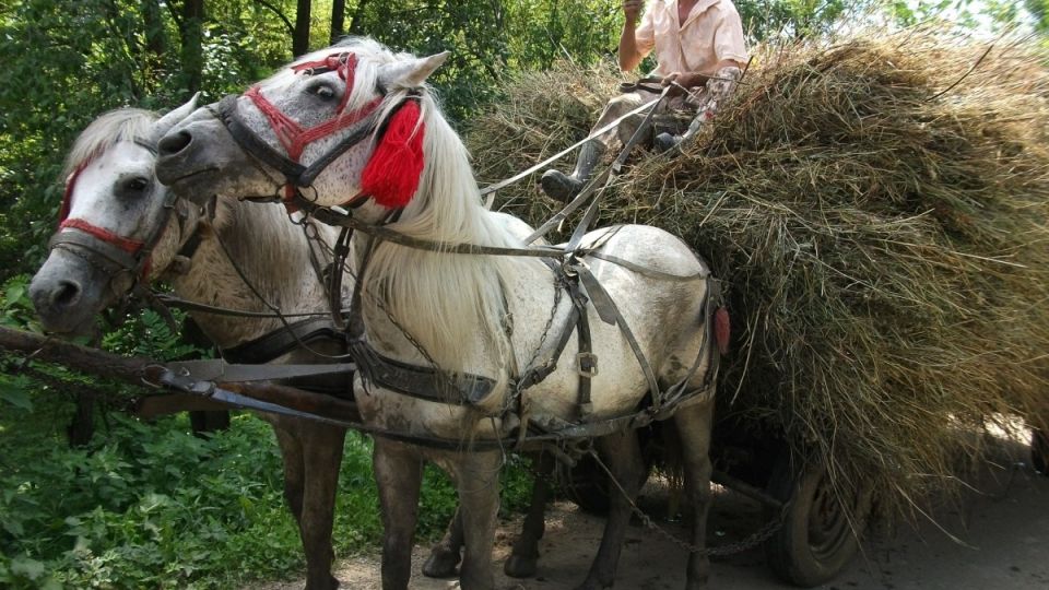 Запретные лакомства Древней Руси: какие продукты считали дьявольскими Запретные лакомства Древней Руси: какие продукты считали дьявольскими