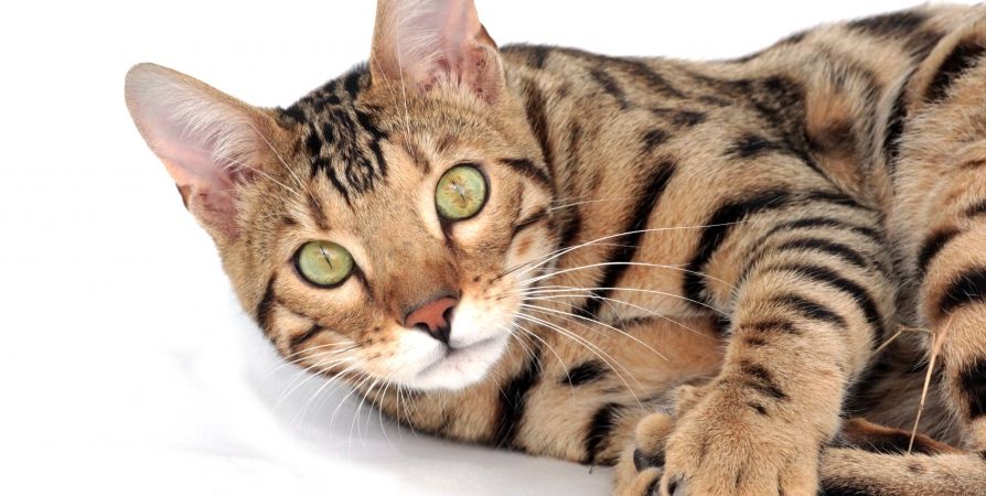 Почему ваша кошка тянется к человеческой еде? Почему ваша кошка тянется к человеческой еде?