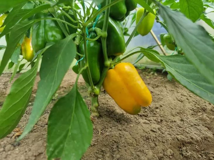 Банановая кожура — бесплатное и эффективное удобрение для перца