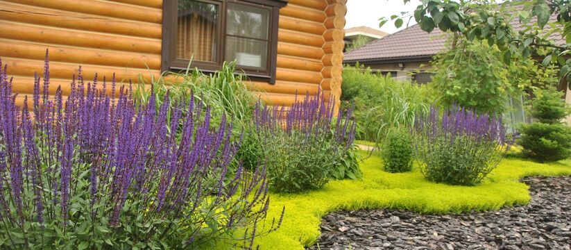 Выносливые многолетние цветы для сада: красота без хлопот