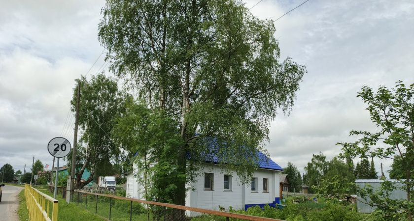 Как быстро и экологично избавиться от муравьёв на даче