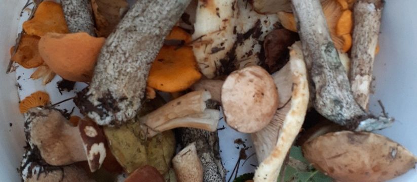 Осторожно, грибы: штрафы за сбор редких видов