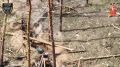 Черные ножи: наследие и современность в боевом пути легендарной дивизии