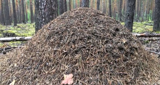       :      
