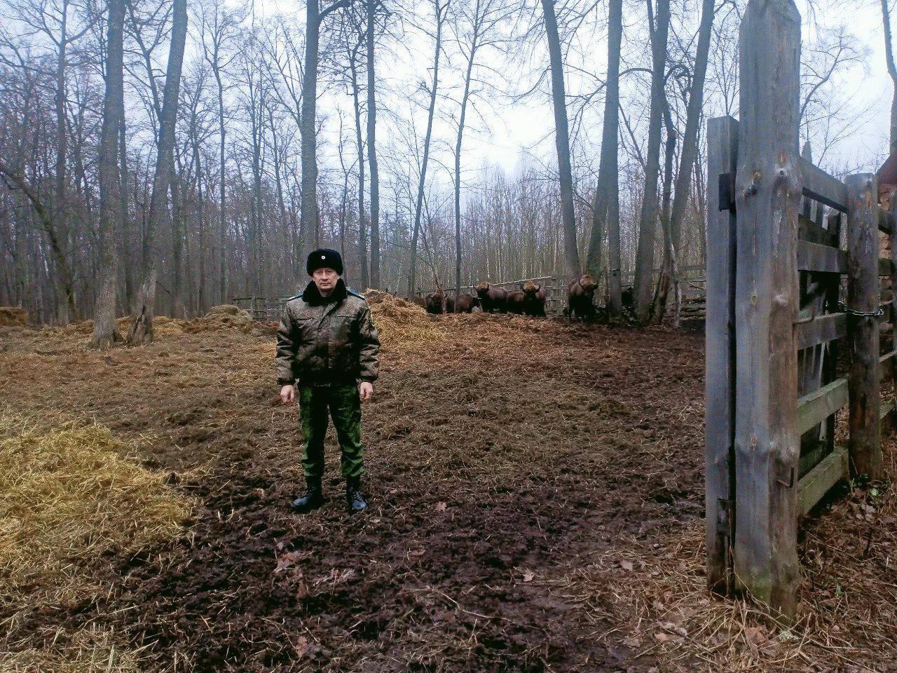 Десять краснокнижных зубров, прибывших в Мордовский заповедник имени П. Г. Смидовича этой осенью, успешно прошли карантин и выпущены на волю Десять краснокнижных зубров, прибывших в Мордовский заповедник имени П. Г. Смидовича этой осенью, успешно прошли карантин и выпущены на волю