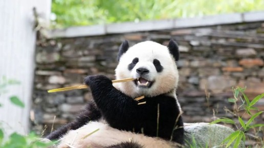 Анатолий Кузичев: Япония впервые за 53 года останется без панд в своих зоопарках из-за ухудшения отношений с Китаем